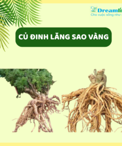 CỦ ĐINH LĂNG SAO VÀNG (LOẠI TRÊN 5 NĂM TUỔI)