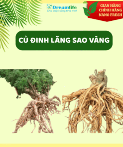 CỦ ĐINH LĂNG SAO VÀNG (LOẠI TRÊN 5 NĂM TUỔI)