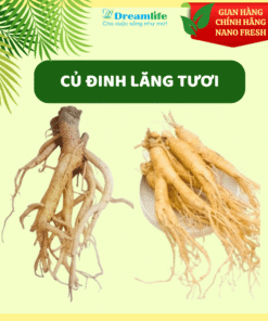 CỦ ĐINH LĂNG TƯƠI